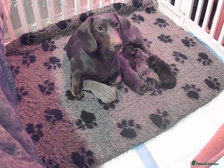 Miniature Dachshund dogs Kc miniature dachshund - Advert 1