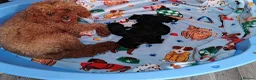 Cavapoo dogs for sale: DNA TESTED PARENTS & GRANDPARENTS TOY CAVAPOO   - Advert 26