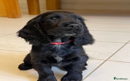 Sprocker dogs for sale: Beautiful Sprocker puppies HEALTH TESTED PARENTS - Image 11