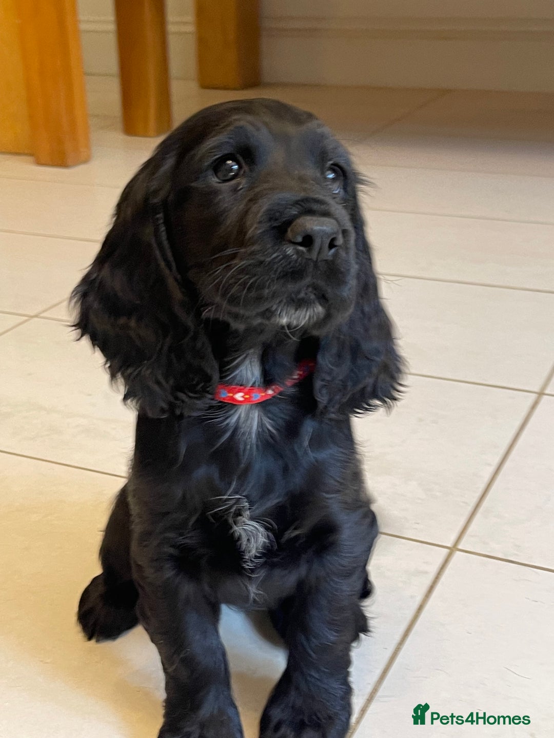 Sprocker dogs for sale: Beautiful Sprocker puppies HEALTH TESTED PARENTS - Image 11
