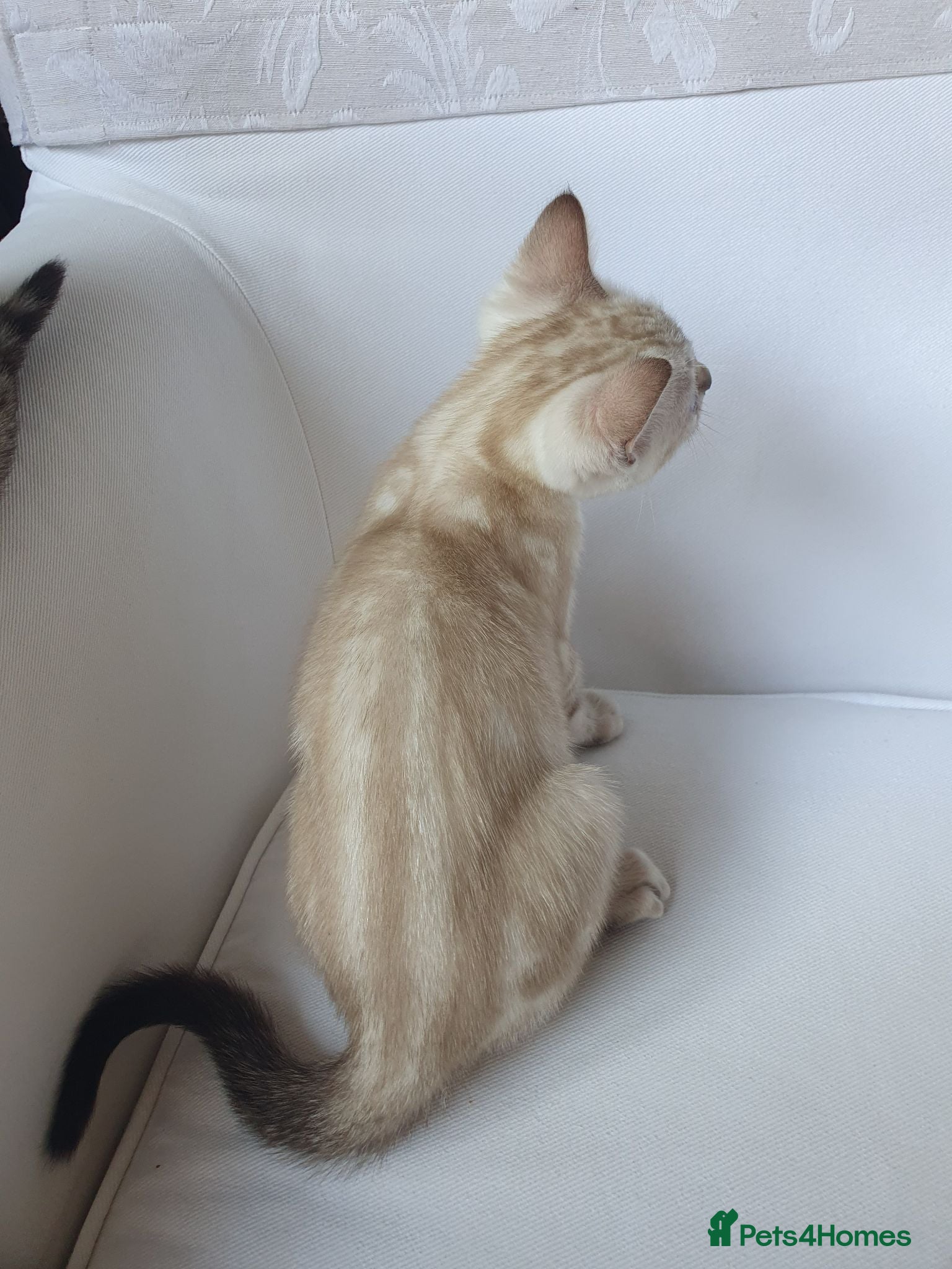 Bengal cats Pure Bengal breed - 1 snow marble girl left  - Advert 1