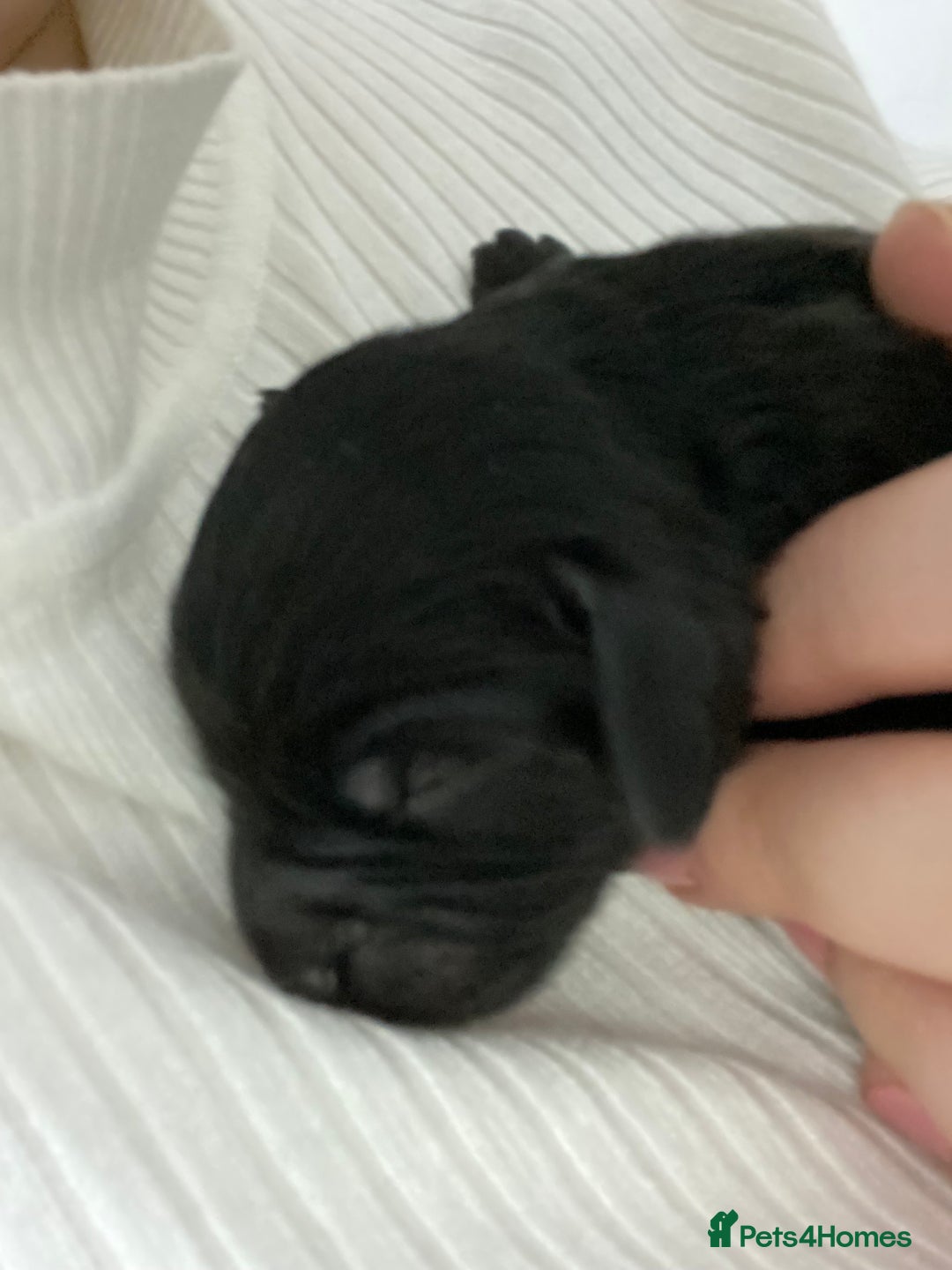 Cockapoo dogs for sale: Mini cockapoo f2  - Image 10