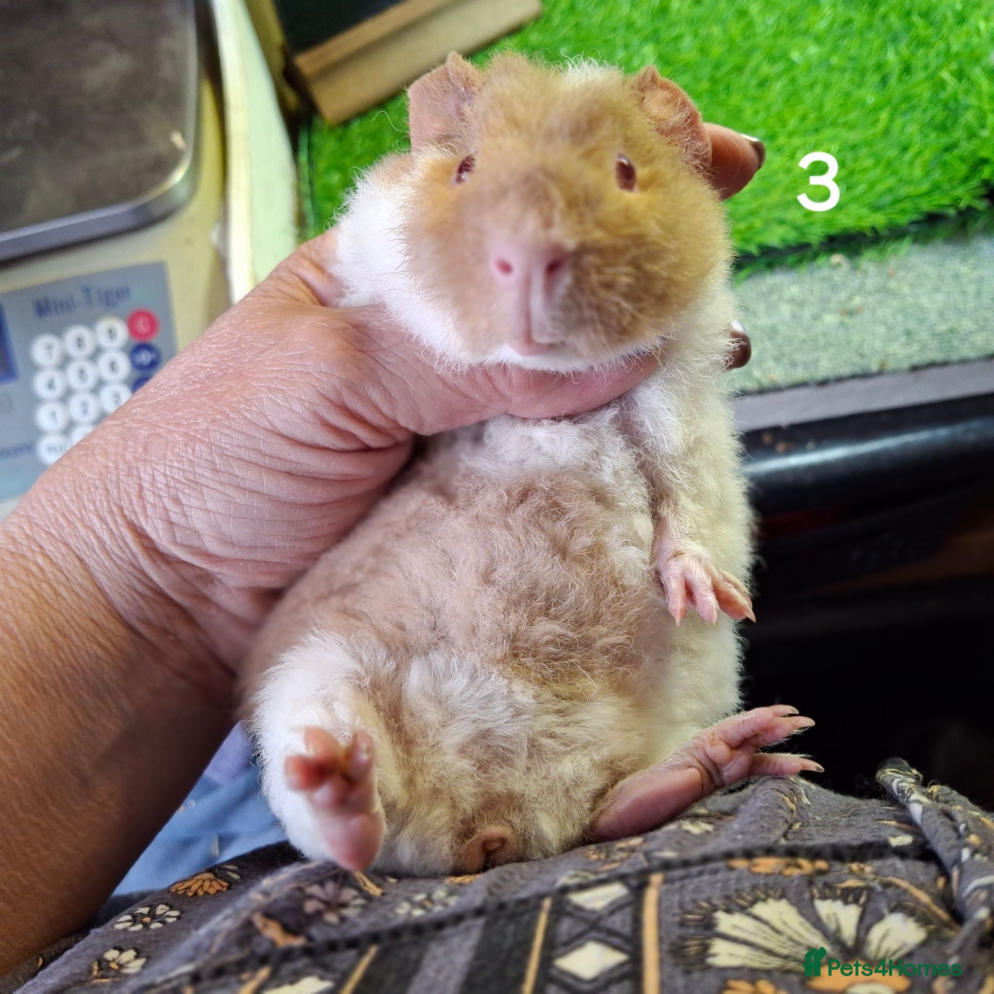 Guinea Pig rodents Attractive baby boy Guinea Pigs - Advert 2