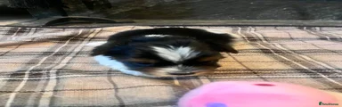 Biewer Terrier 4