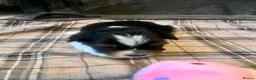 Biewer Terrier dogs for sale: 4 Pure Biewer Terrier for sale  - Advert 11