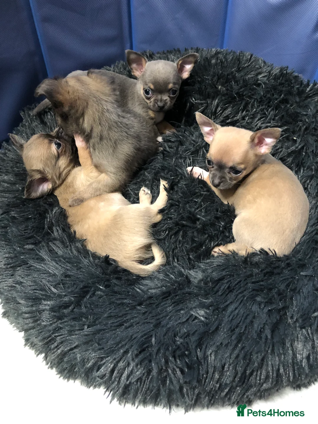 Chihuahua dogs for sale: Long haired and short haired chihuahua puppies - Advert 22