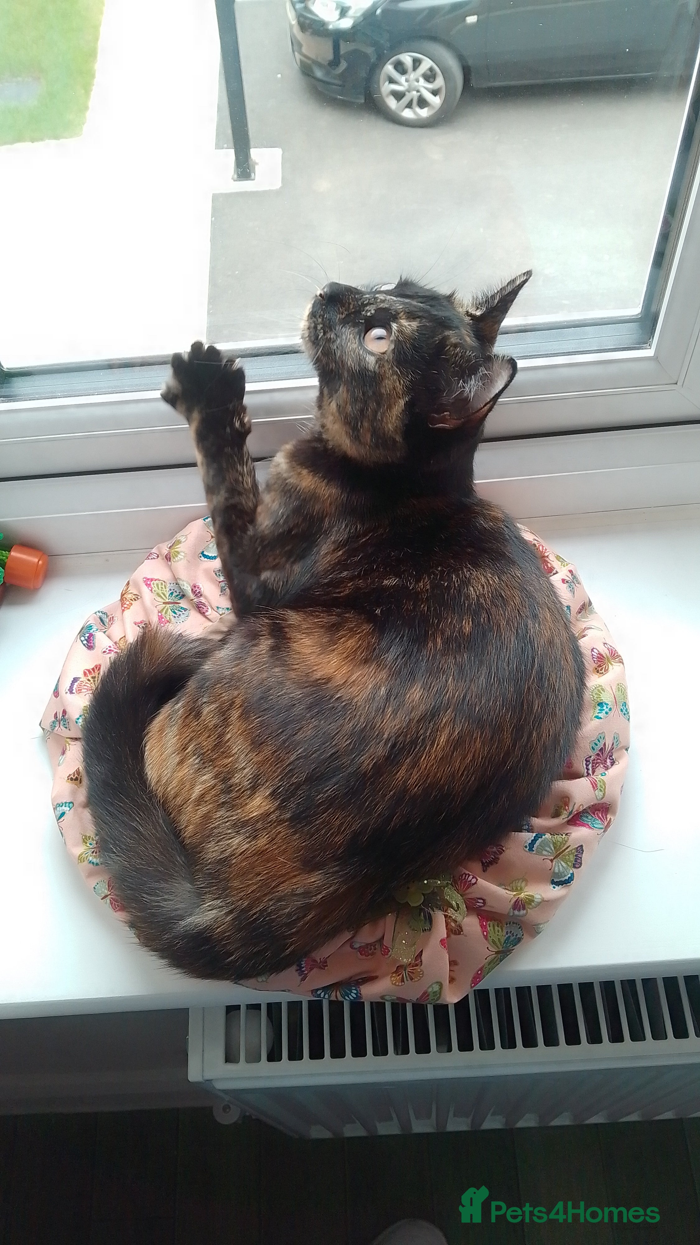 British Shorthair cats BSH Tortie 2 Years Old: Poppy - Advert 8