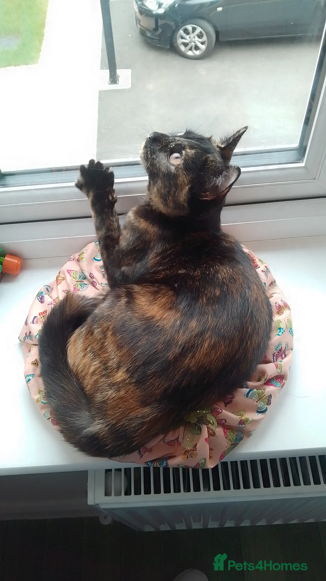 British Shorthair cats for sale: BSH Tortie 2 Years Old: Poppy - Advert 1