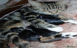 Mixed Breed cats for sale: kittens  - Image 1