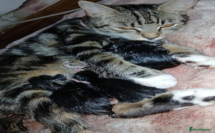 Mixed Breed cats - Advert 8