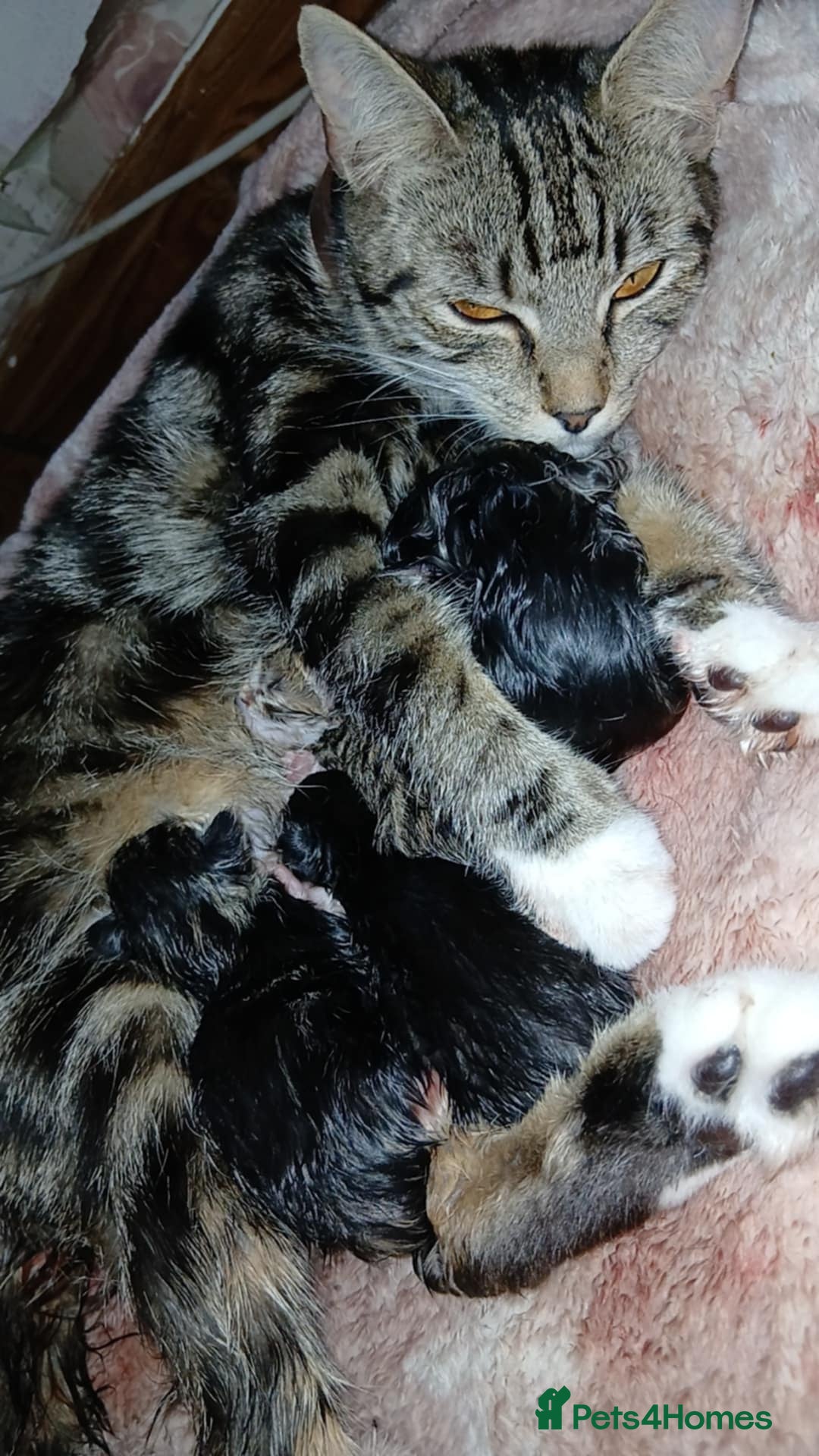 Mixed Breed cats for sale: kittens  - Image 1