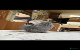 Parrots birds for sale: African grey male full set up  - Image 2