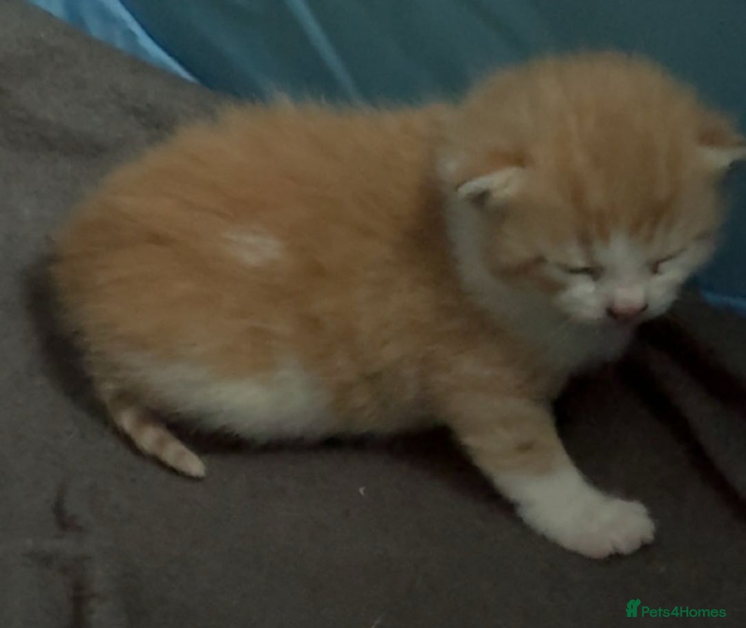 Mixed Breed cats for sale: Ginger fluffy kitten - Image 5