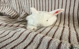 Mini Lop rabbits for sale: 8 Stunning babies! Mini lop x Giant French lop - Image 11