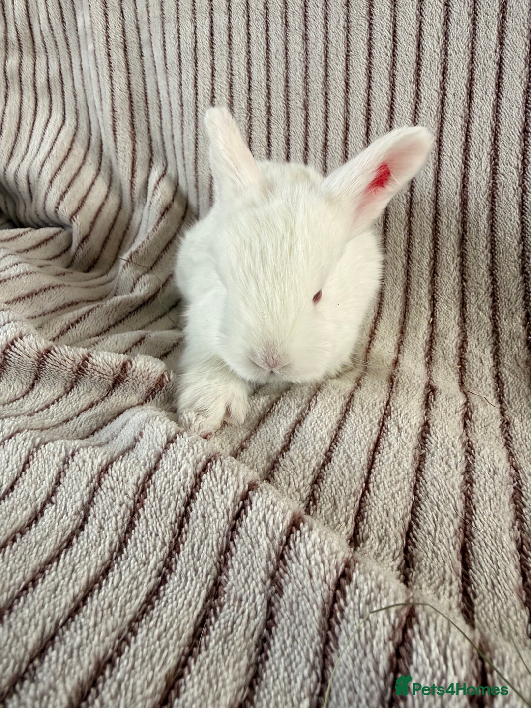 Mini Lop rabbits for sale: 8 Stunning babies! Mini lop x Giant French lop - Image 11