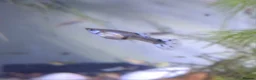 Bettas fish for sale: guppies mix - Advert 13
