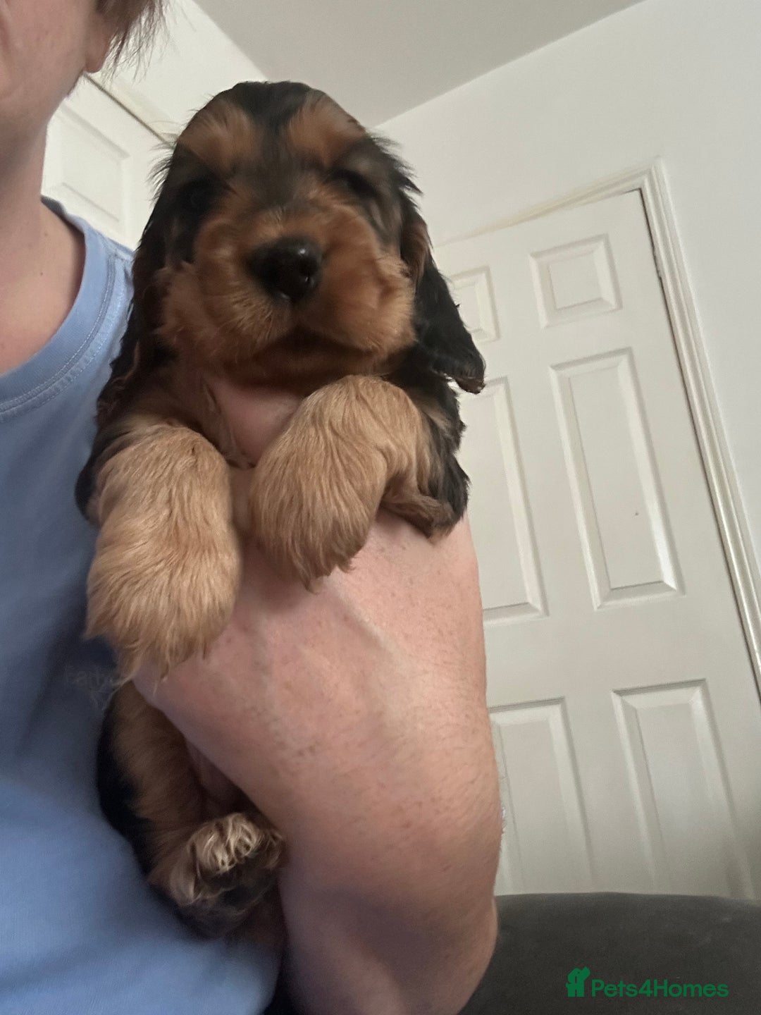 Cocker Spaniel dogs for sale: Show cocker spaniel  - Image 34