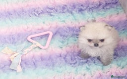 Pomeranian dogs for sale: Bridgerton KC Teddy Bear Faced Pomeranians - Image 2