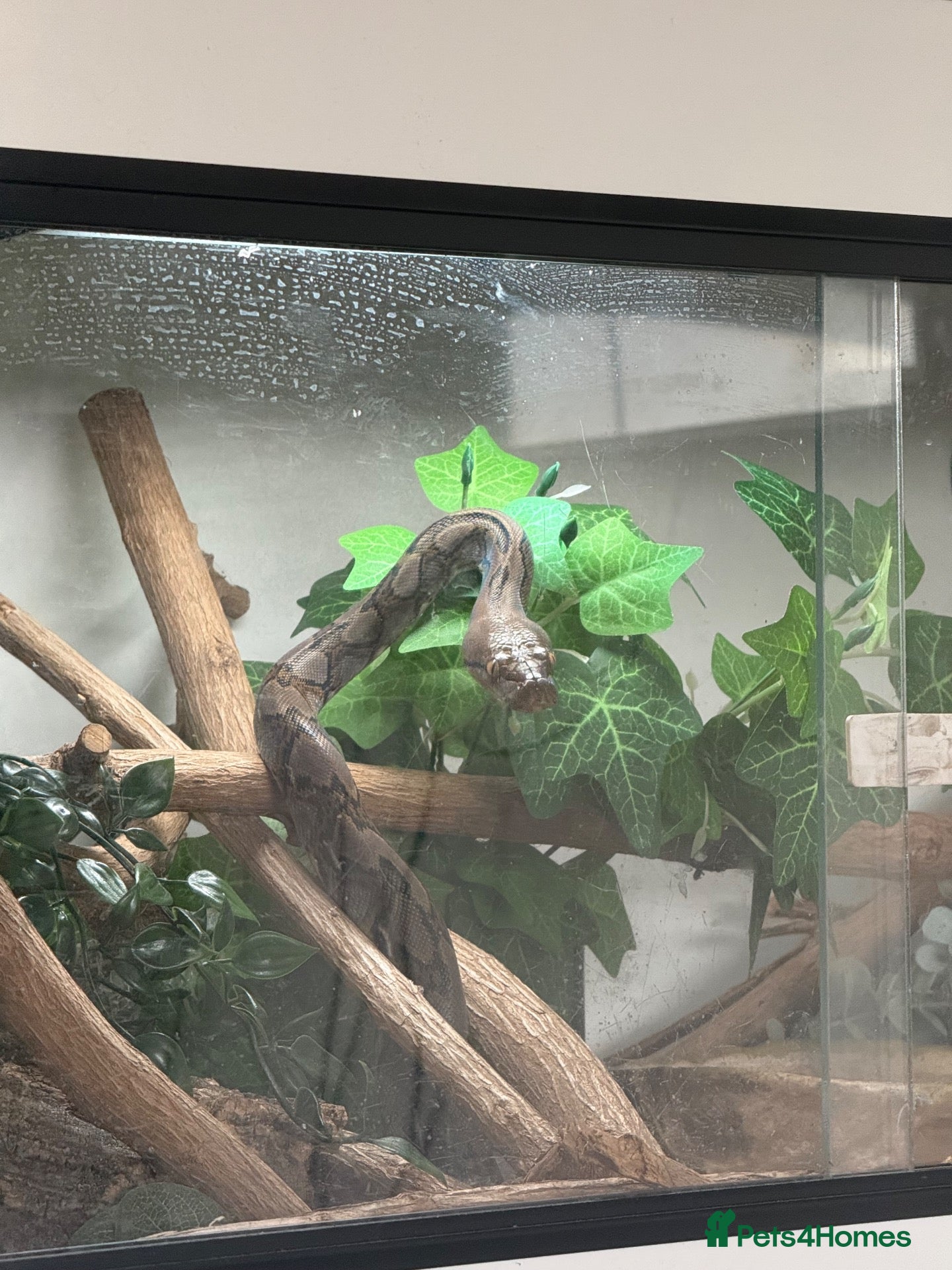 Python Snake reptiles Super Dwarf Reticulated Python – Monty - Advert 9