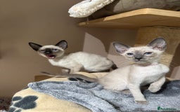 Siamese cats for sale: 3 affectionate Siamese kittens available  - Image 8