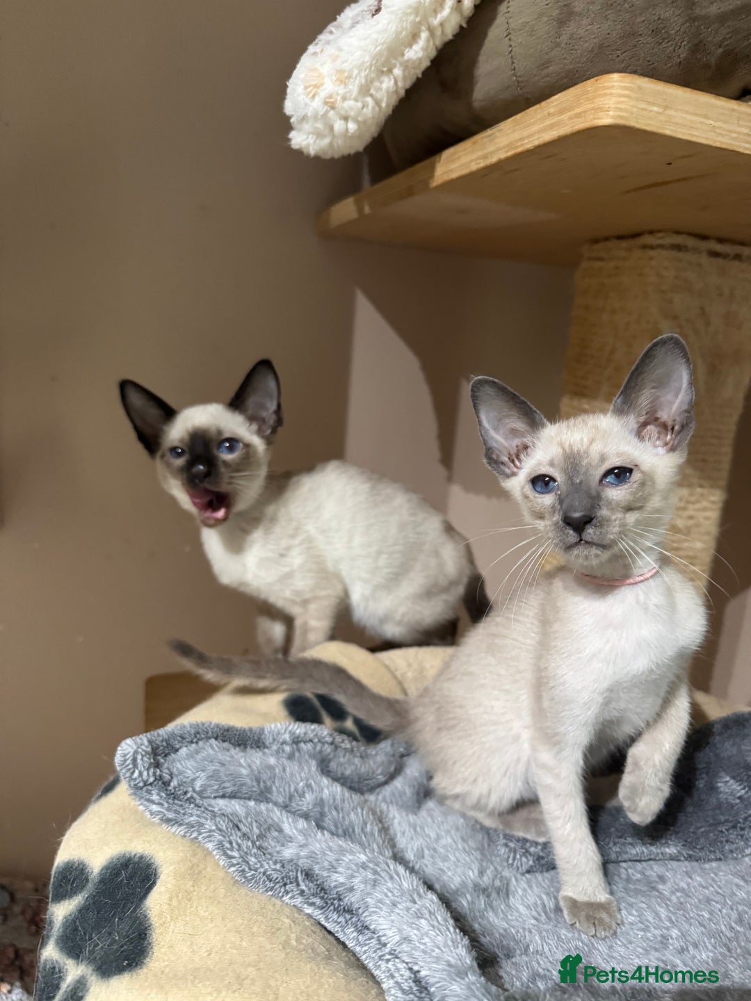 Siamese cats for sale: 3 affectionate Siamese kittens available  - Image 8
