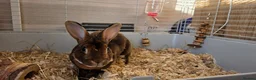 Rex rabbits for sale: 2 year old rex rabbit  in Jarrow - Advert 2