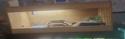 Bearded Dragon reptiles for sale: Red hypo normal wild and vivariums  in Tipton - Advert 12