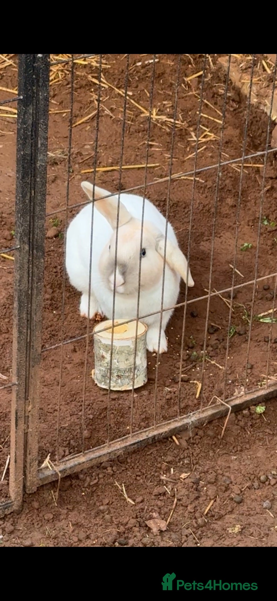 English rabbits Rabbit arlo - Advert 1