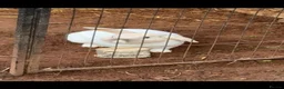 English rabbits for sale: Rabbit arlo - Advert 1