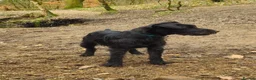 Patterdale Terrier dogs for sale: Quality Patterdale Puppies  - Advert 5