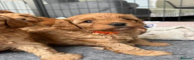 Cavapoo 3