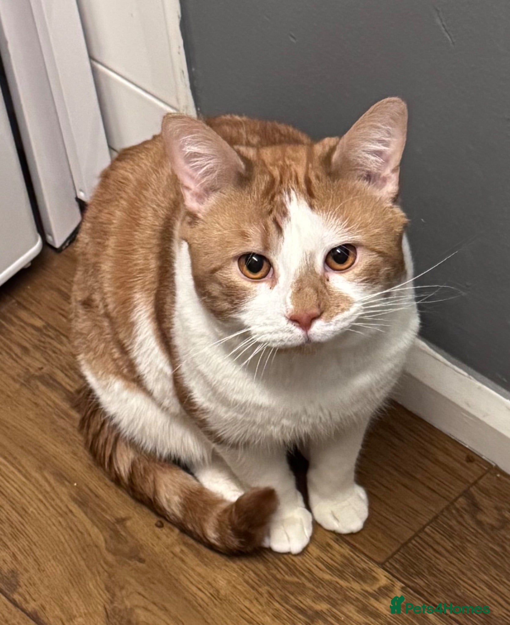 Domestic Shorthair cats 2 year old boy looking for new family - Advert 15