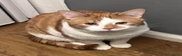 Domestic Shorthair cats for sale: 2 year old boy looking for new family - Advert 3