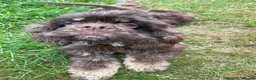 Cockapoo dogs for sale: Stunning American cockapoos in Wisbech - Advert 16