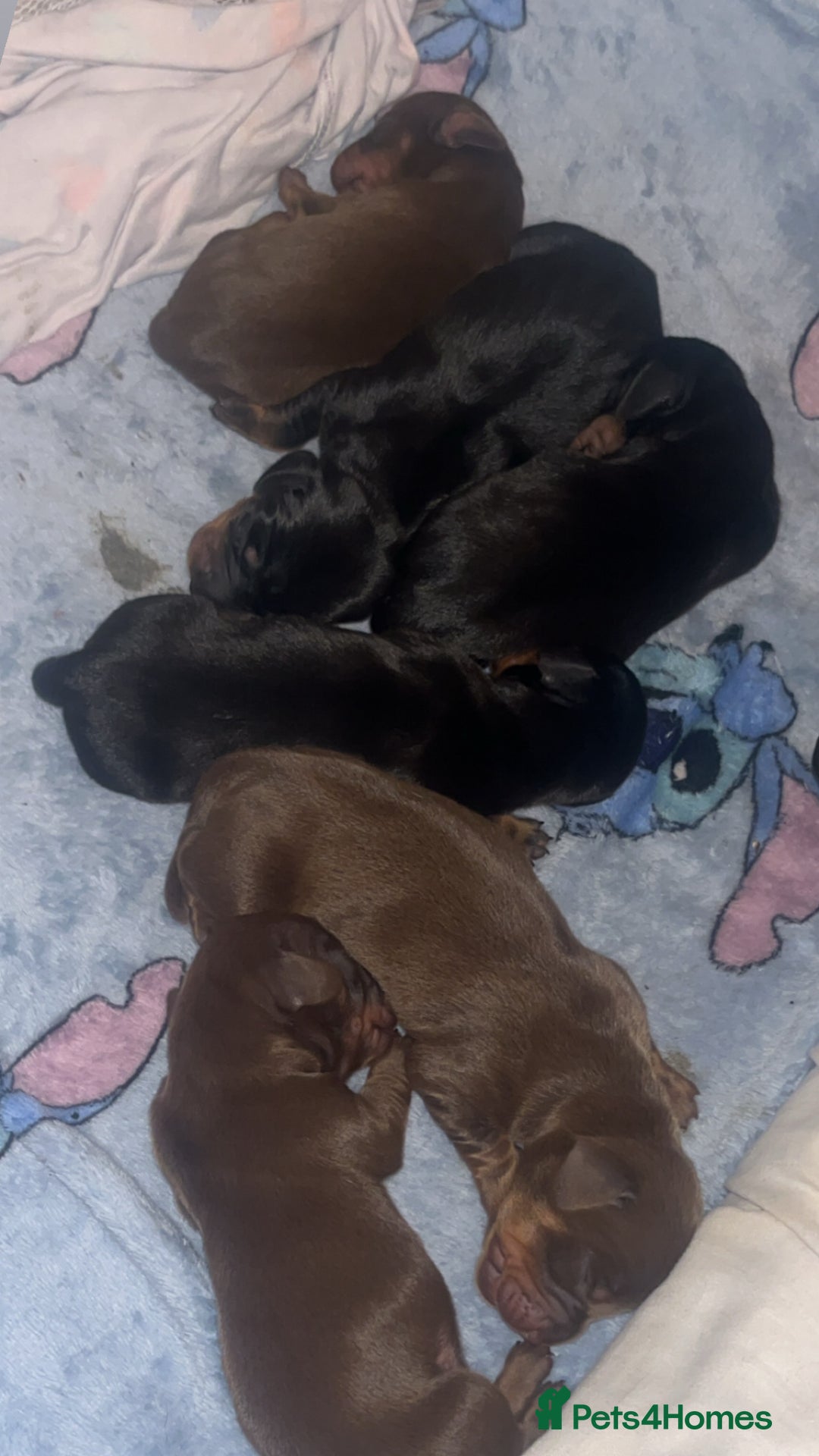 Dachshund dogs for sale: Exceptional Litter Puppies Boys & Girls Available - Image 3