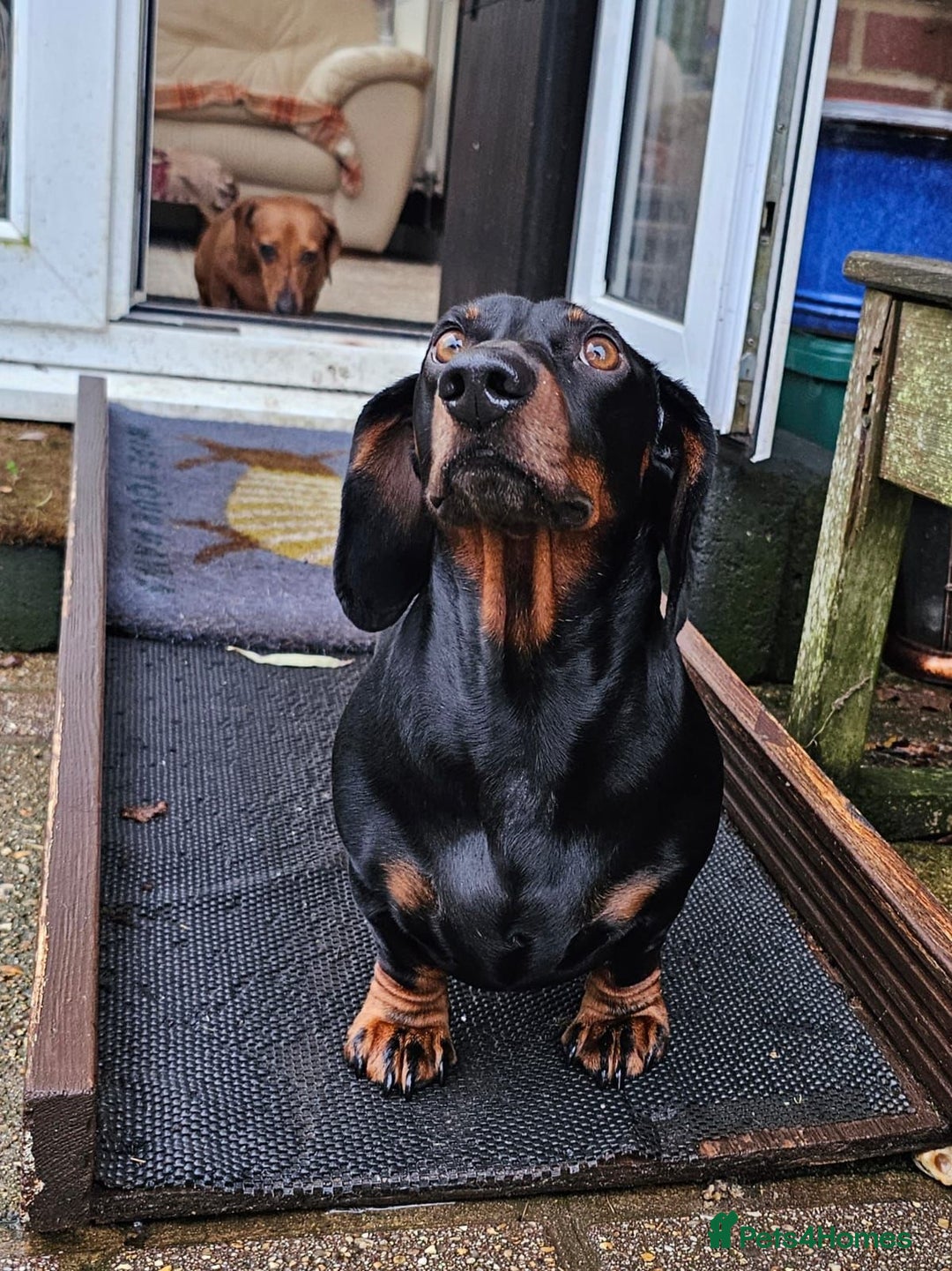 Dachshund dogs for stud: Stunning dachshund available for stud - Image 3