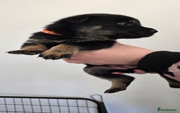 Mixed Breed dogs for sale: Rottweiler × german shepherd puppies - Image 14