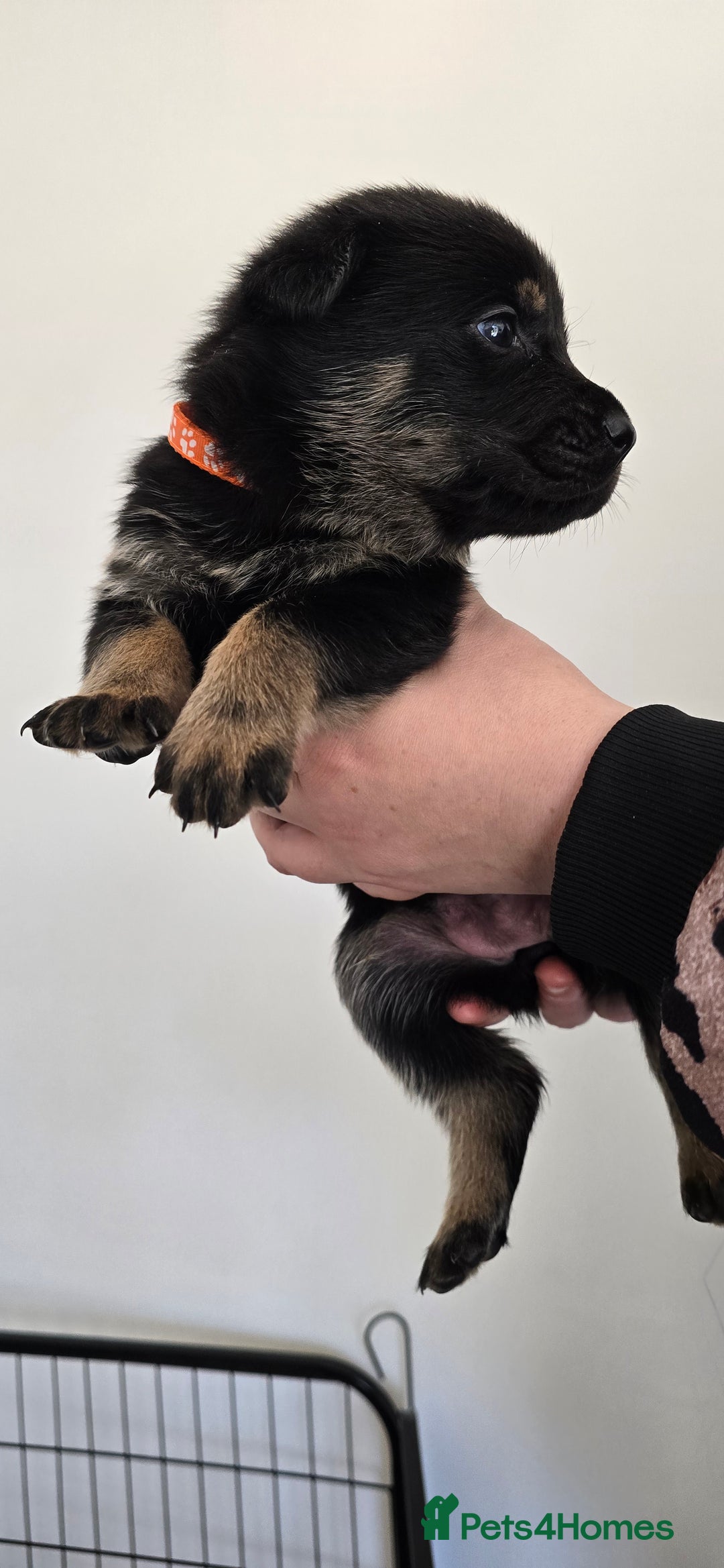 Mixed Breed dogs for sale: Rottweiler × german shepherd puppies - Image 14