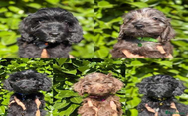 Cockapoo dogs - Advert 3