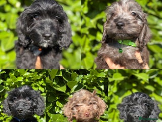 Cockapoo dogs - Advert 5