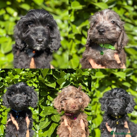 Cockapoo dogs - Advert 3