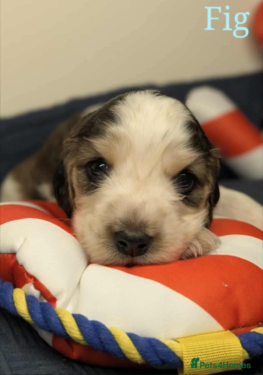 Cocker Spaniel dogs for sale: Show cockers - Image 14