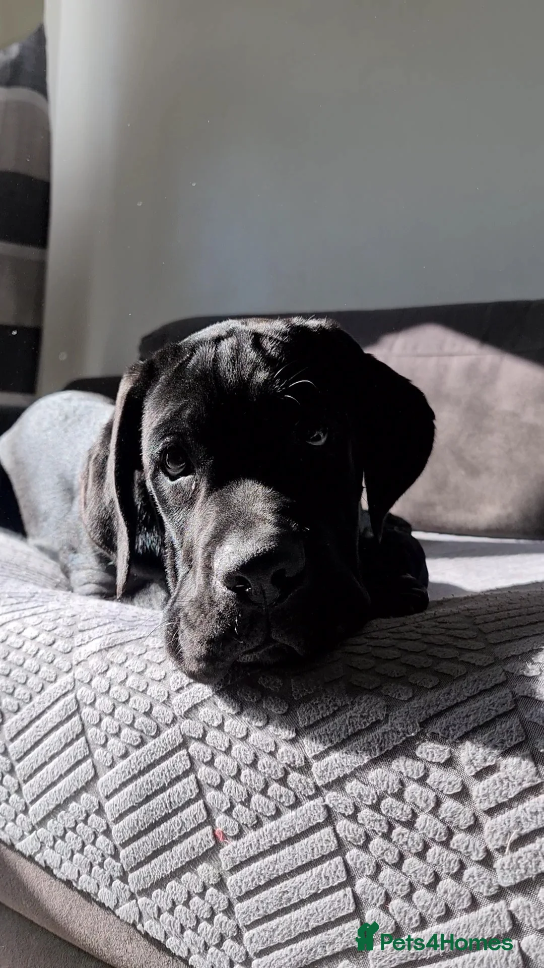 Cane Corso dogs for sale: Beautiful black male Cane Corso puppy - Advert 8