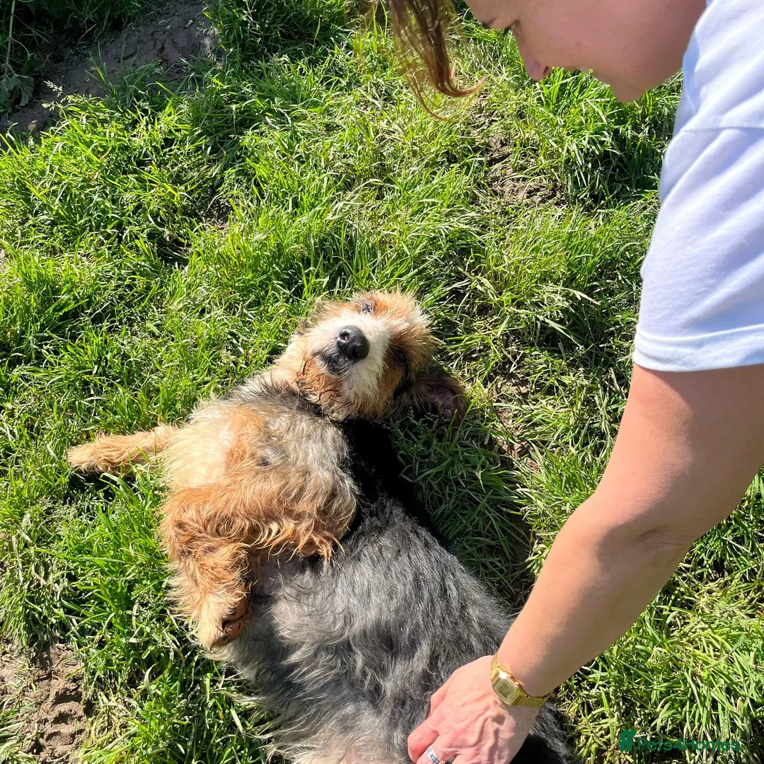 Korthals Griffon dogs for adoption: Braulio in Alfreton - Advert 2