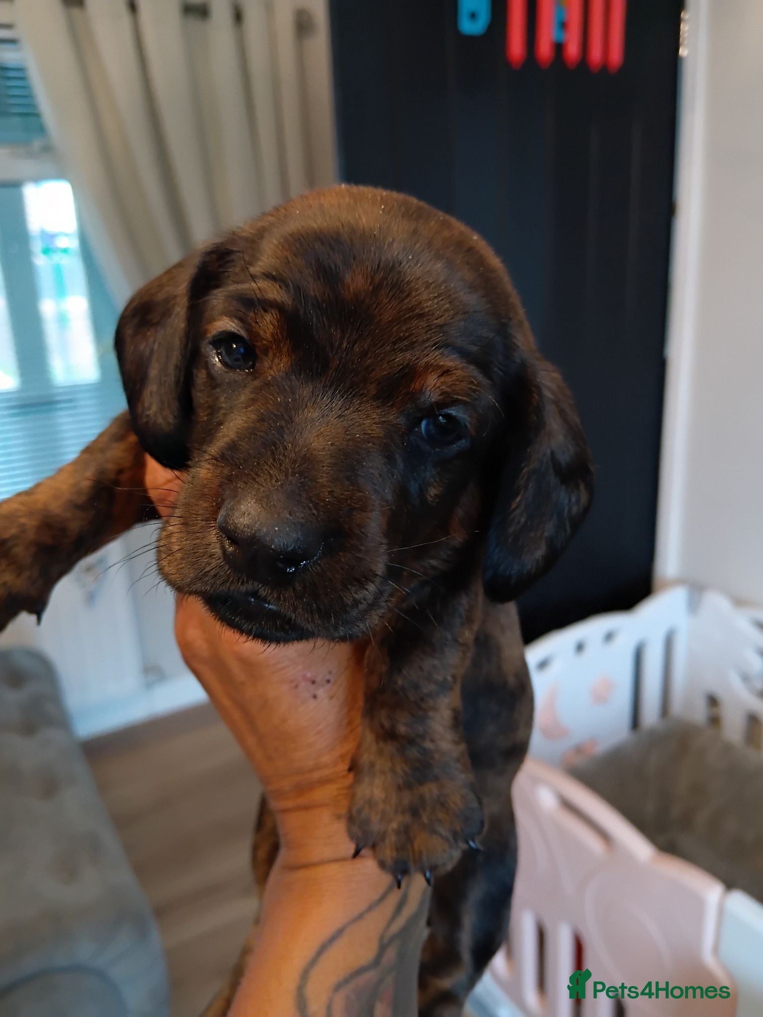 Miniature Dachshund dogs MINI DACHSHUND PUPS. PRA CLEAR.  - Advert 20