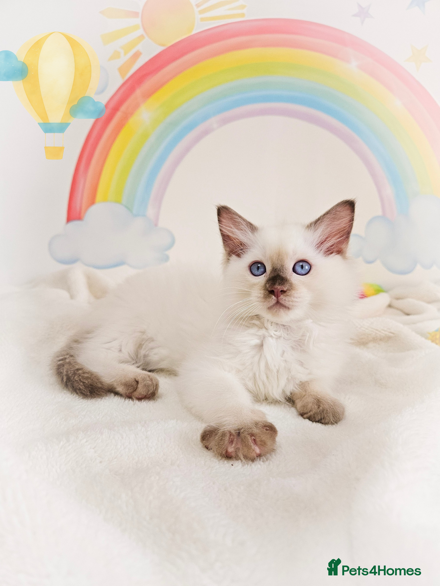 Ragdoll cats GCCF Registered Ragdoll Kittens - Advert 1