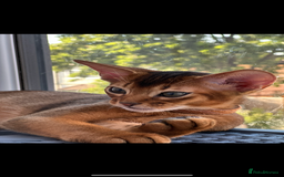 Abyssinian cats for sale: Last 3 kittens left ♥️💙 - Image 5