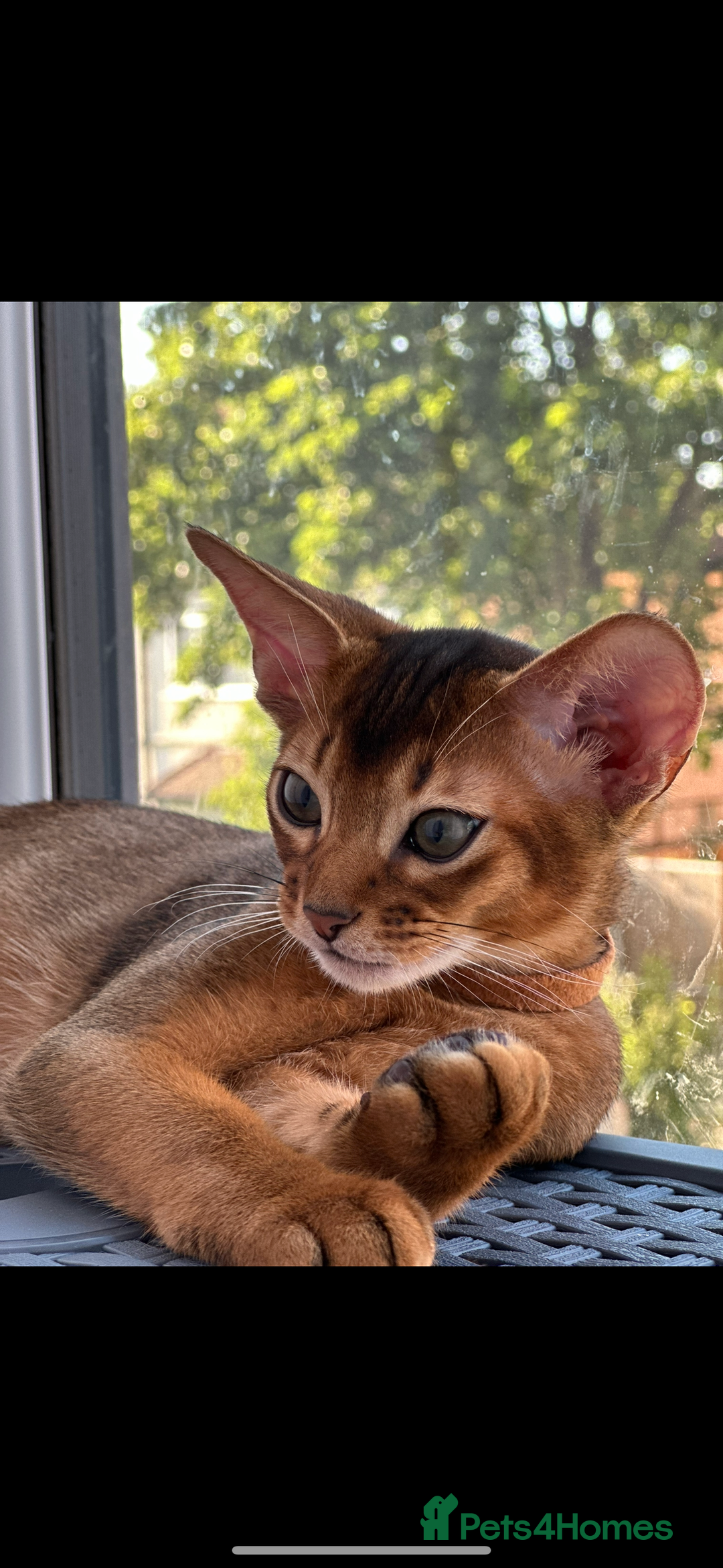 Abyssinian cats for sale: Last 3 kittens left ♥️💙 - Image 5