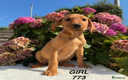 Labrador Retriever dogs for sale: Kc registered Labrador Retrievers - Image 17