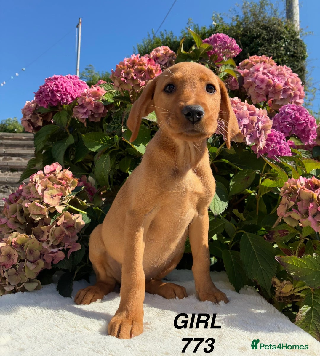 Labrador Retriever dogs for sale: Kc registered Labrador Retrievers - Image 17